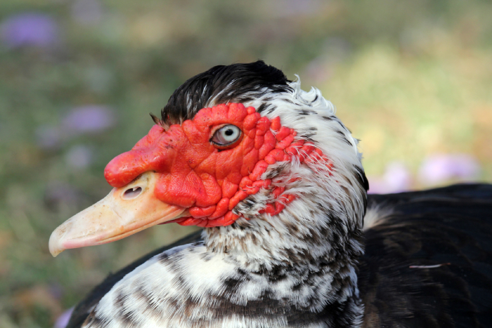 Muscovy-duck-caruncle-health
